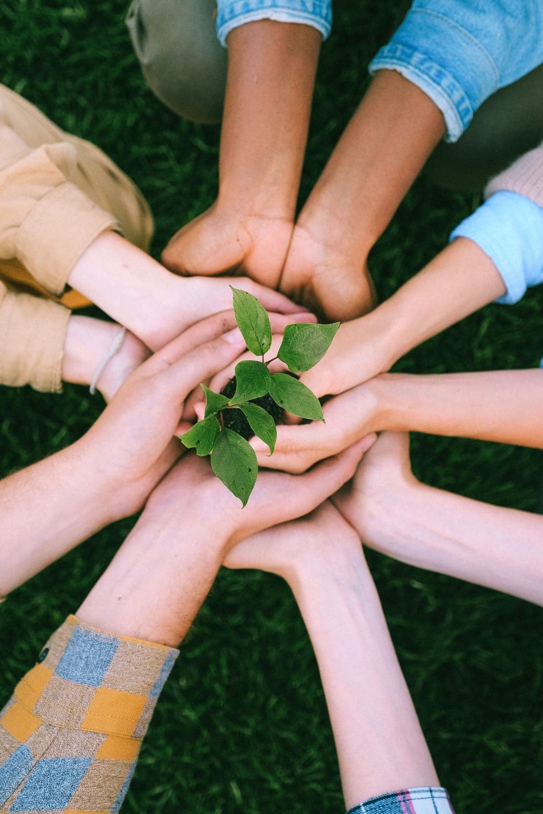 Several people's hands cupped together around a young plant