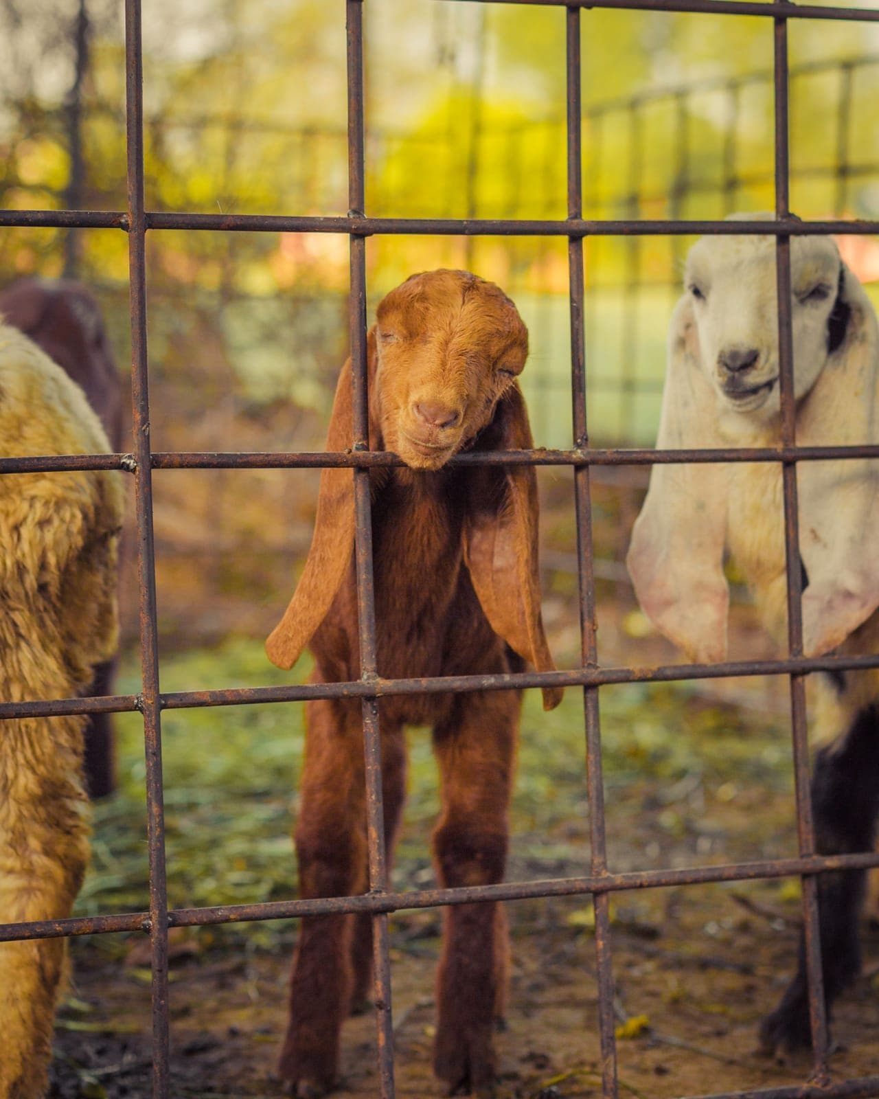 Young goats looking through a metal farm fence